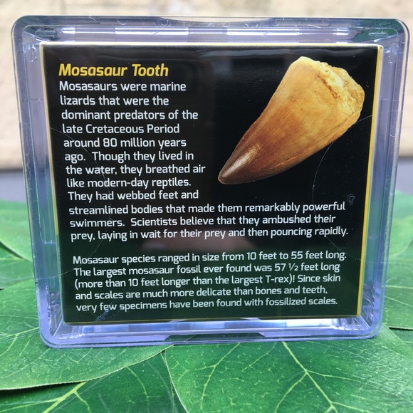 National Geographic Real Dinosaur Tooth-Mosasaur - Picture 4 of 4